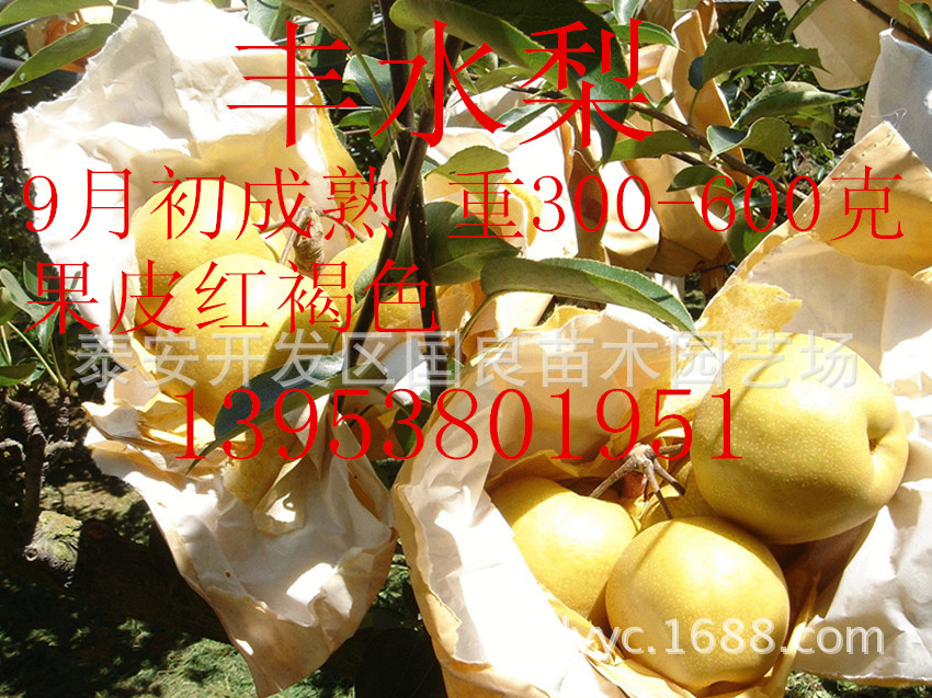 8326cff丰水梨