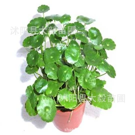 乔木;灌木;盆栽