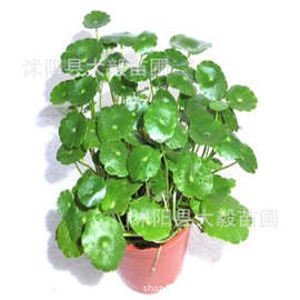 批发可水养小盆栽铜钱草