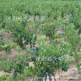 乔木;盆栽;灌木