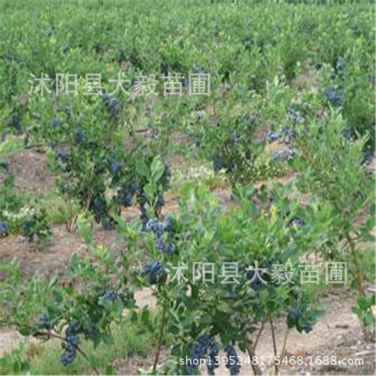 Wholesale Fruit Tree Seedlings, Blueberry Seedlings, Blueberry Seedlings, Complete Varieties, Large Discounts for Planting in the North and South Wholesale Fruit Tree Seedlings, Blueberry Seedlings, Blueberry Seedlings, Complete Varieties, Large Discounts for Planting in the North and South