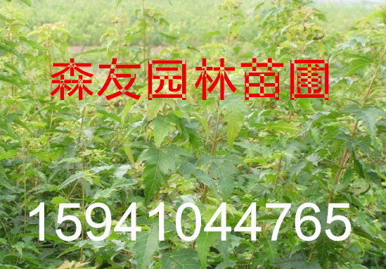 01300000176742122819093435436_