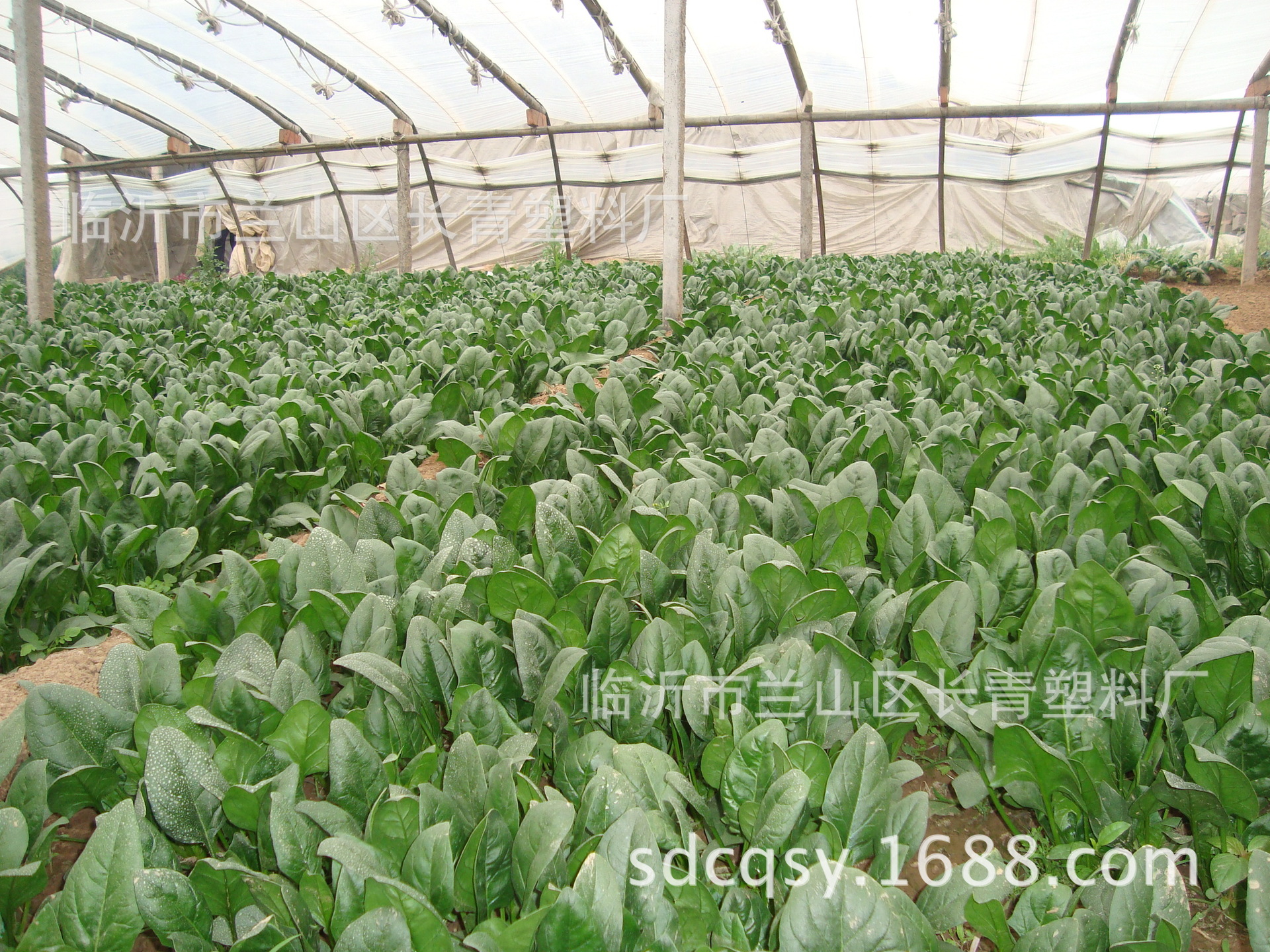 蔬菜大棚无滴膜