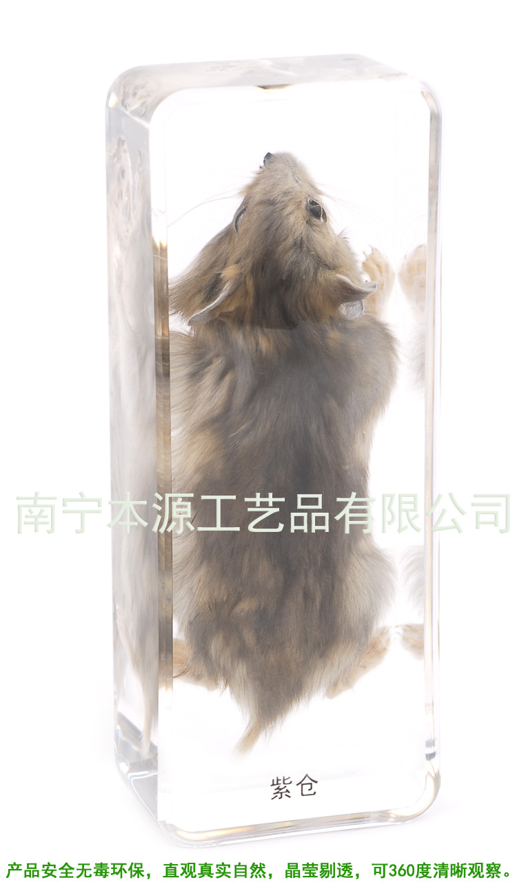 紫倉標本(整體圖2)