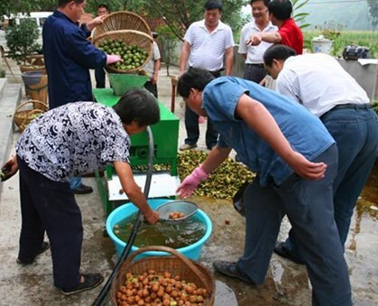 青核桃脱皮清洗机