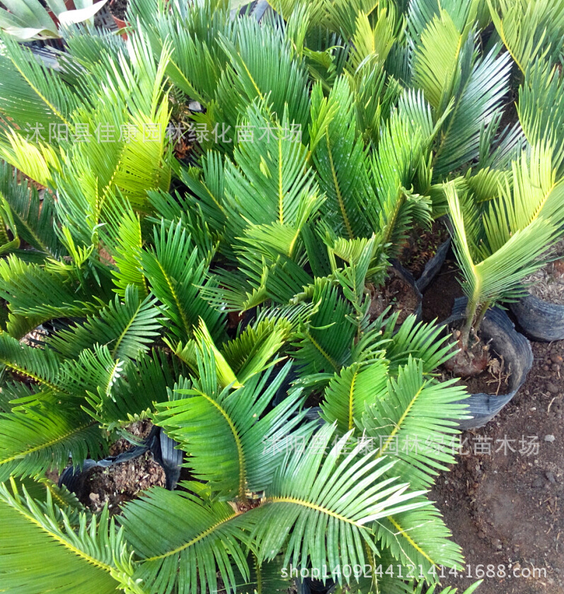 ����4_����