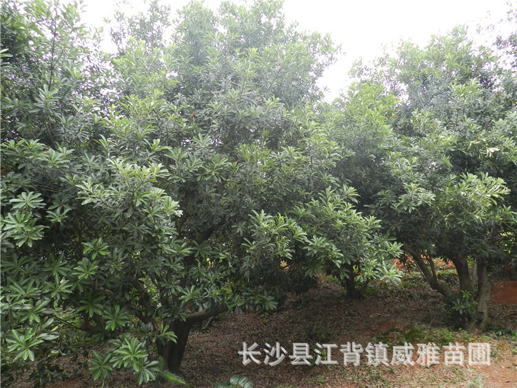 杨梅树