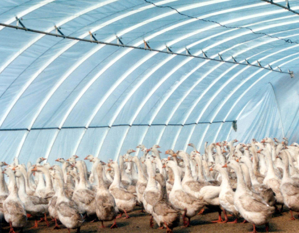 畜牧養殖溫室(1)