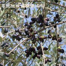 华欧油橄榄果树苗木Leccio（2#）意大利品种货源批发优惠