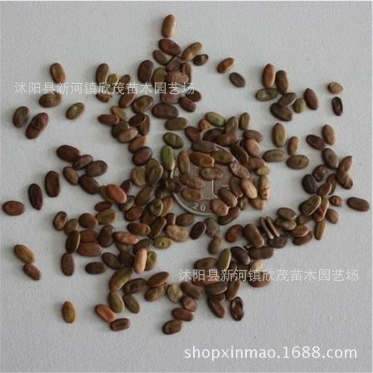 Семена акации оптом Акация Leucaena сафлор Семена акации Уличные деревья Семена цветов