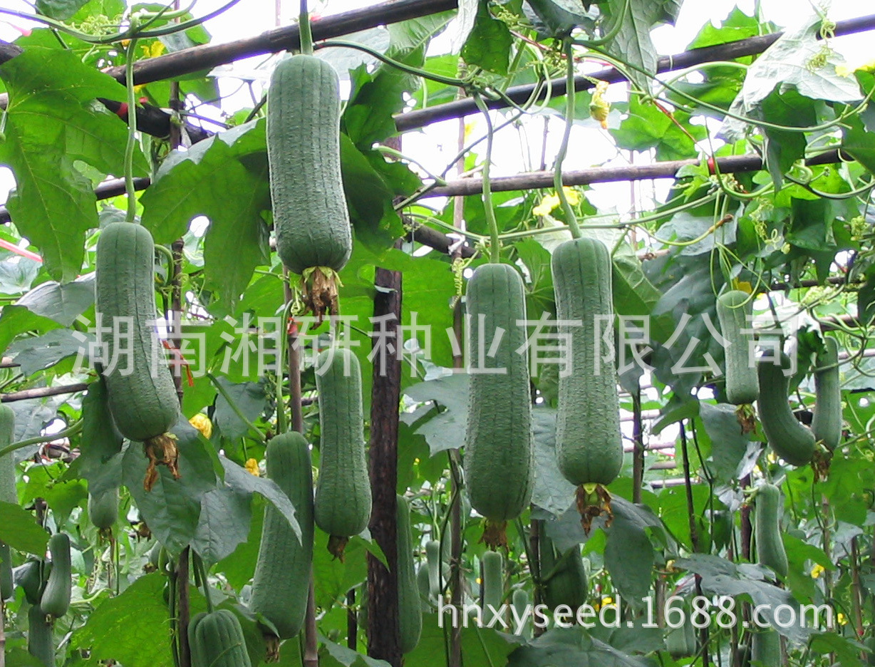 厂家直供短粗绿色耐老型肉丝瓜农作物蔬菜种子——湘研短棒-阿里巴巴