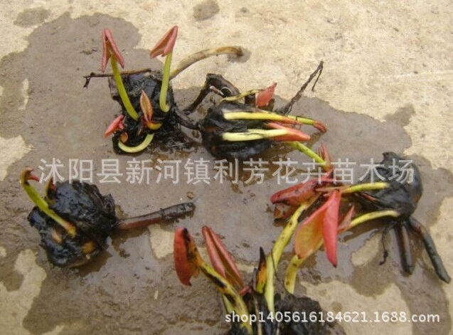 Водный цветок водяная Лилия корень блок гидропонное растение комнатный цветок луковицы для продажи