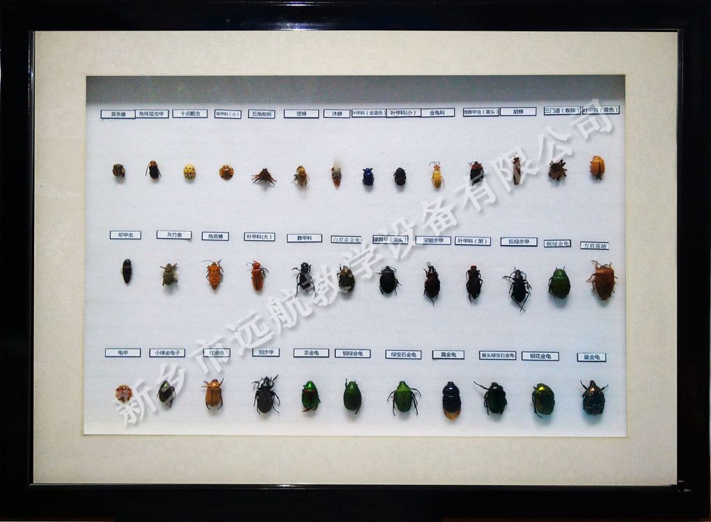 昆蟲一百種 (1)_副本