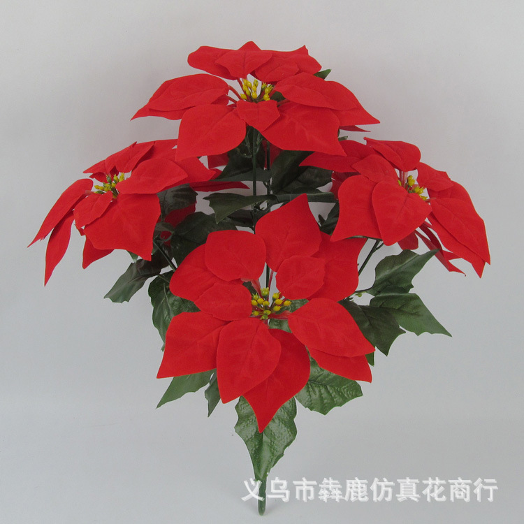 7头精品一品红12