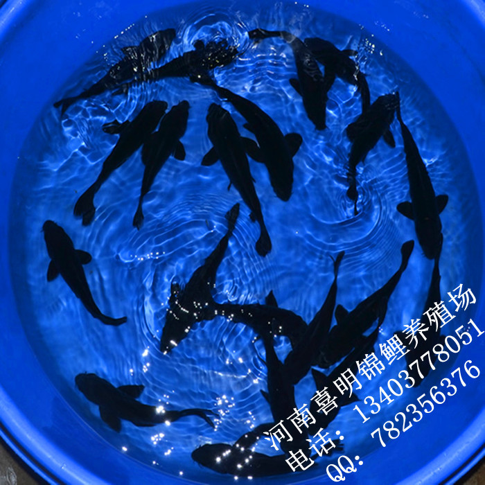 铁包金 乌鲤15-25公分左右