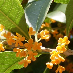 �������N��ľ �𻨷N�� ����ֱ�N ���| ���¹𻨘�