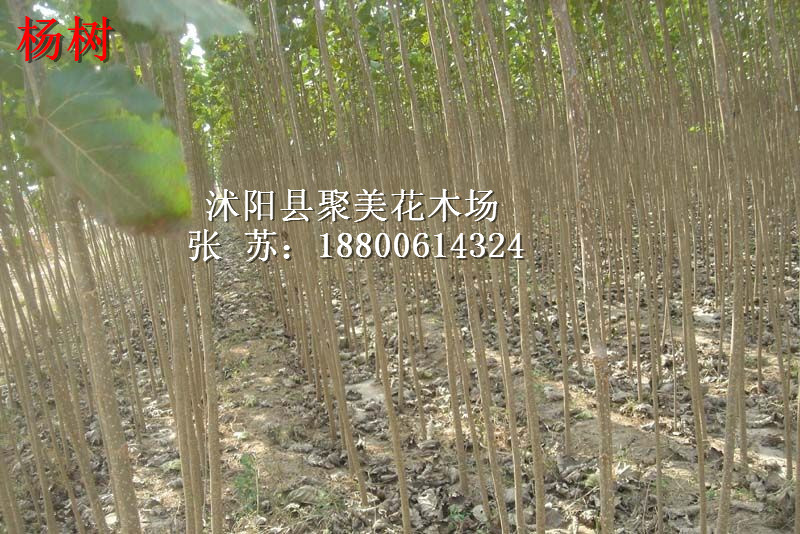 上海树苗批发市场,上海树苗批发基地,上海花卉批发市场(第10页)_大山谷图库