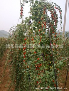 ����ֲ�ﻨ�������ľ/��轘��� С��ʳ����轹���