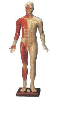 85cm 十四经穴标准针灸模型