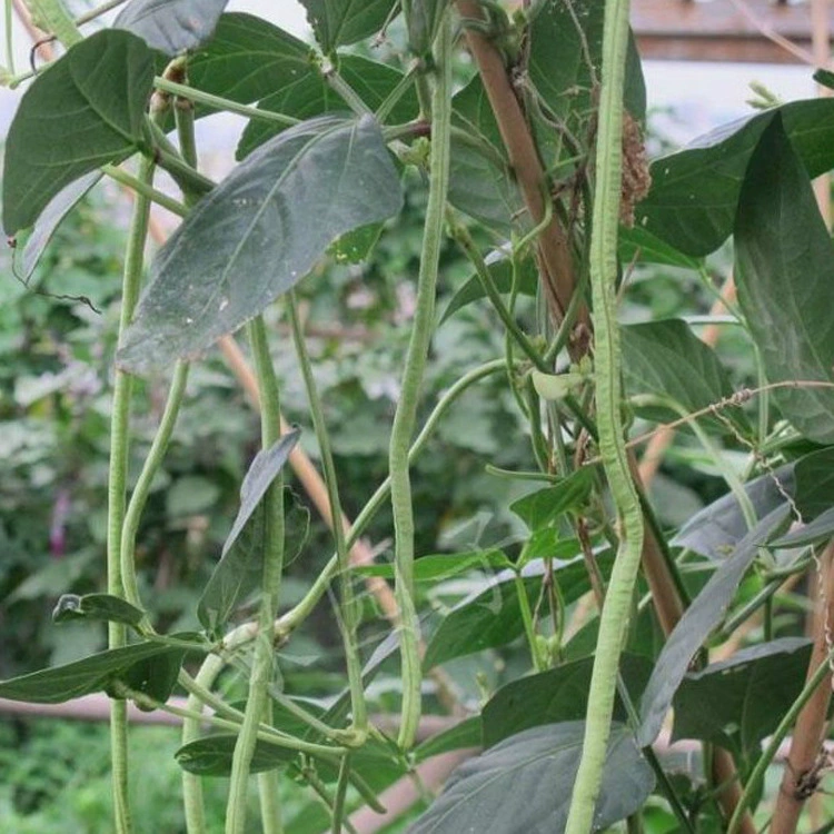 Оптовая Длинные Семена Фасоли Семена Гороховой Семена Фасоли Семена Овощных Культур Семена Фруктов Четыре Сезона Семена Овощных Культур