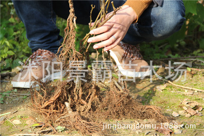 批发猕猴桃 黄心猕猴桃树 果树新品种 基地直销|ms