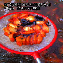 金鱼养殖场批发高品质观赏鱼金鱼风水冷水鱼金鱼鱼苗商品大鱼活体