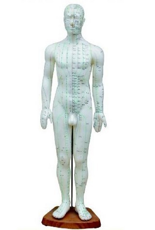 高50cm 人体针灸模型(男性)
