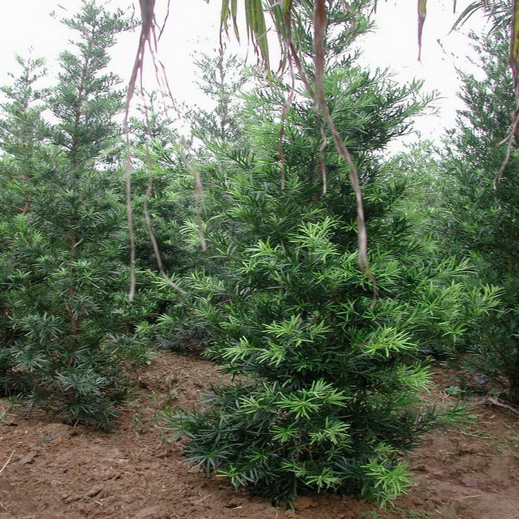 “买个假证”竟成为苗木外销的“捷径”