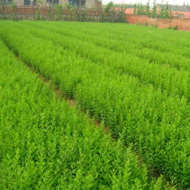 乔木;灌木;盆栽