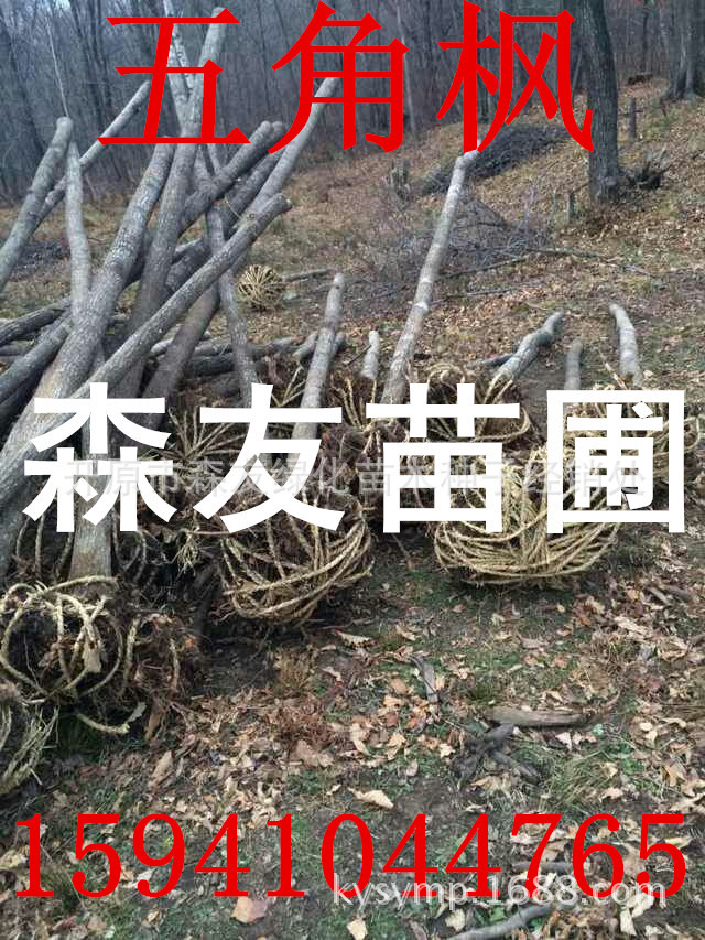mmexport1414206235360_副本