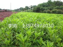 常綠灌木毛杜鵑球直銷冠幅30-60-80-100-120-150春杜鵑價格
