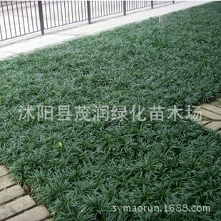 Courtyard Ground Cover Plants, Dwarf Ophiopogon Japonicus, Jade Dragon Grass, Evergreen Green Plants, Landscaping, Balcony Potted Florals