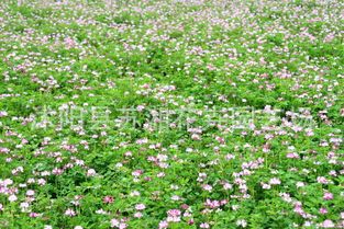 牧草种子 紫花苜蓿-种子--阿尔冈金--牧草籽|ru