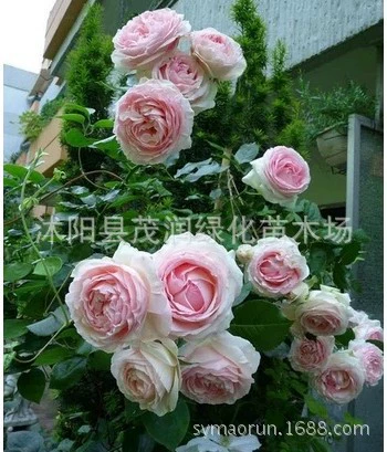 Озеленение сада Большой цветок Роза Остин Фудзимото Роза Цветение Разнообразие Свободный дух