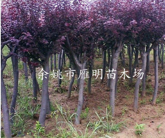 b201301151452092964_副本