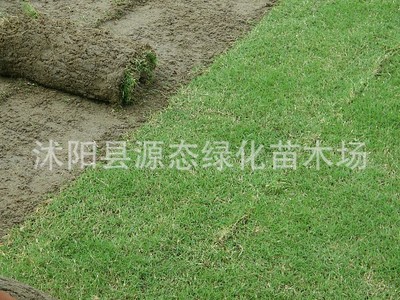 wholesale high quality Cold season Lawn grasses Puccinellia Seeds Saline alkali soil Lawn seed Easy to sow and good to breed