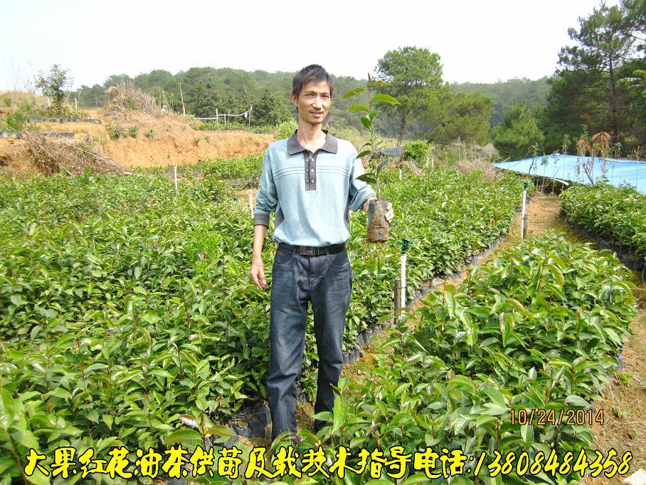 油茶苗，大果红花油茶，油茶种子，油茶营养杯苗