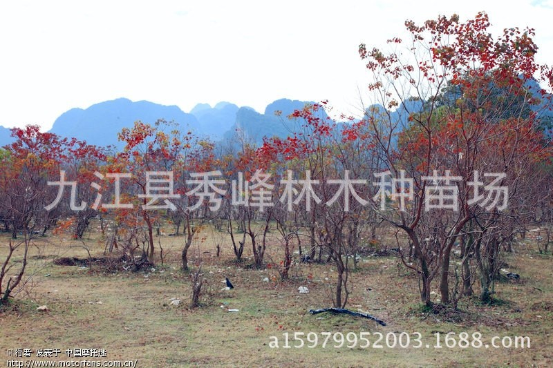 供应乌桕树 乌柏种子 乌柏树 腊子树 桕子树 木子树 10cm乌柏树-阿里巴巴
