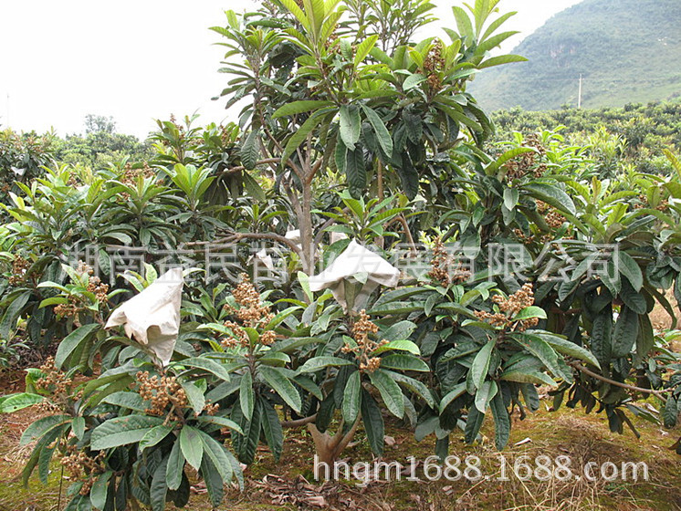 201152581D11DC35EF644539F849B6