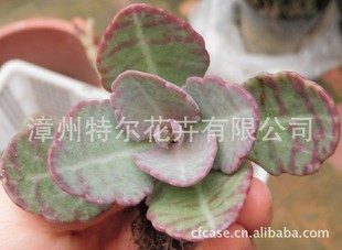 ����ֲ�����l�������ϡ�4CM