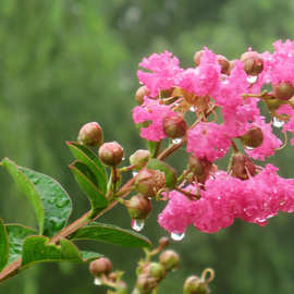 紫薇基地批发 小苗 红花紫薇 百日红 花期长颜色搭配 规格齐全