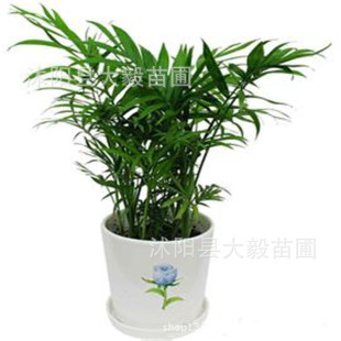 ������������ ����Ҭ�Ә� ����Ҭ�� ˮ��ֲ�� �҃�����