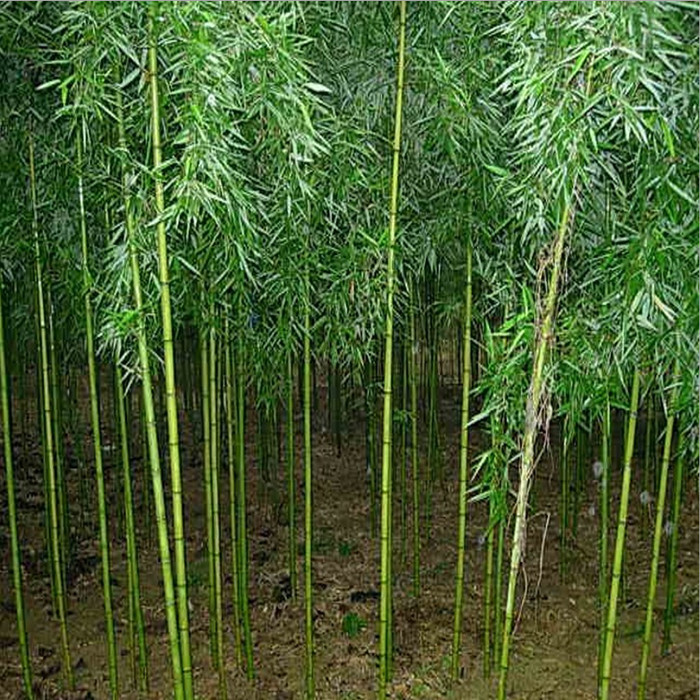 青竹自然,青竹,青竹山水_大山谷图库
