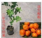 出售多品种 柑橘苗早熟青皮 蜜桔砂糖 桔子苗子
