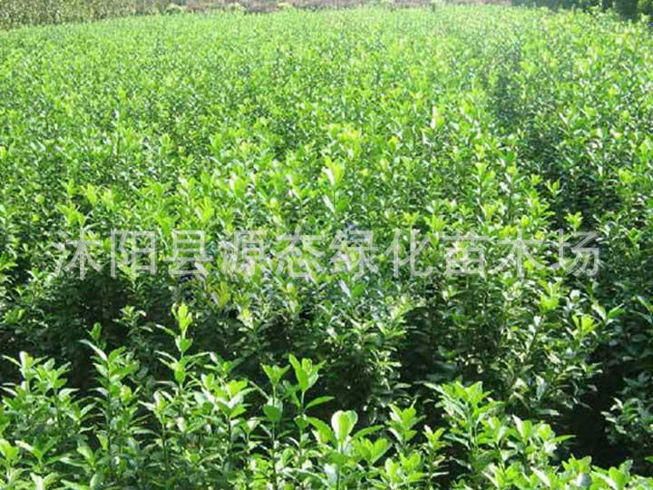 Wholesale of Weimao seedlings Euonymus Spearball Euonymus kiautschovicus Green seedlings Seedlings Flowers Garden Nursery