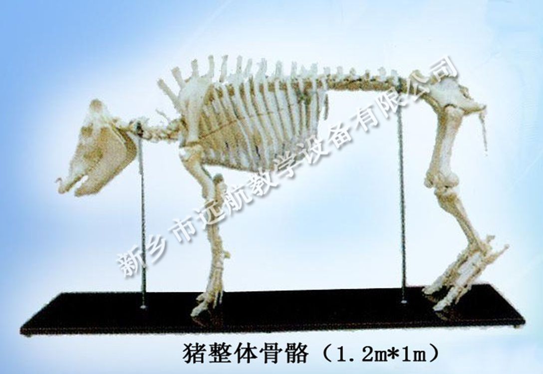 豬整體骨骼標本_副本