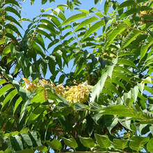 種子 帶翅 臭椿皮種子 大果臭椿 椿樹 木礱樹種子 優質