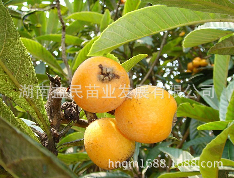 2009053120592299479_副本