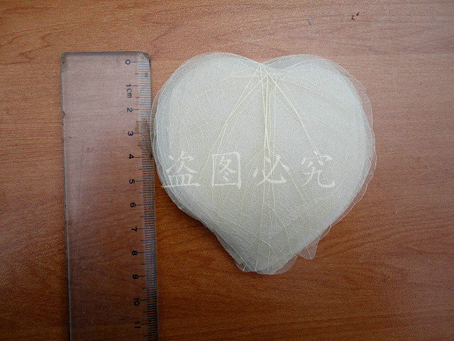 A003心形叶脉 (2)