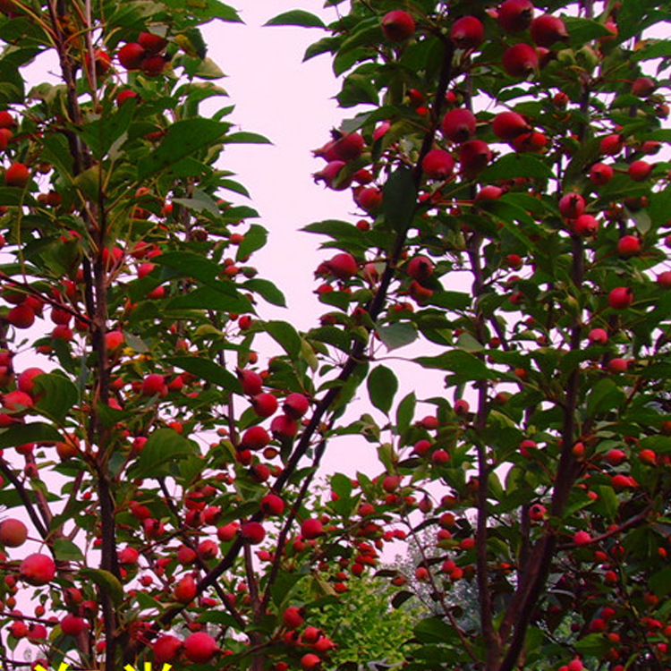 大量供应绿化苗木木瓜树木瓜苗木瓜海棠等 最新供应 供应信息 农林开发网